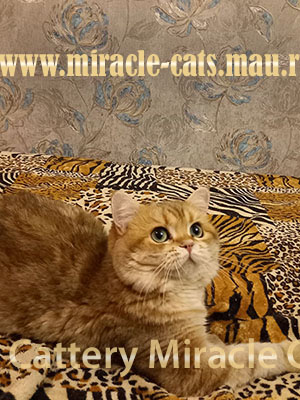 ���� ���������� ��� �������� ���������� ������. ������� ��������� ���������� ���. ������� ���������� ����� � ������.